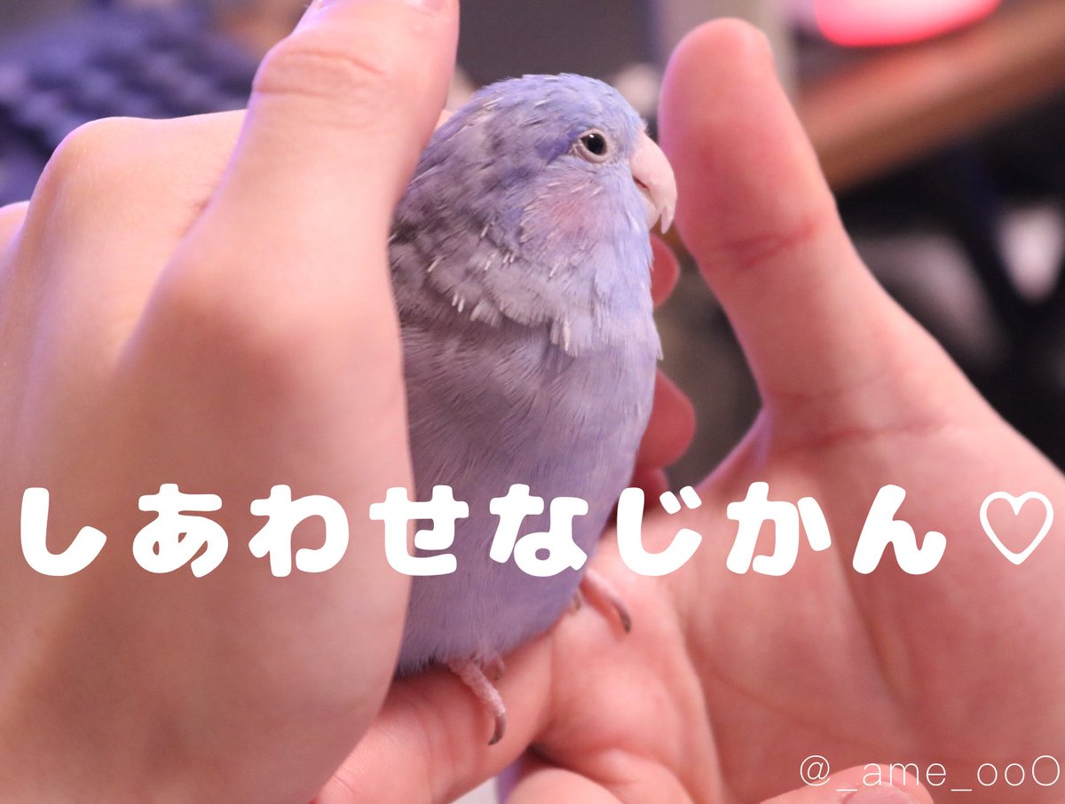 ⠀
遊んだり一緒にいる時間長い私より
🙆🏻‍♂️にかまって貰える時の方が
デレデレ甘えるのなんでかなー？？？

(小さい頃たまに帰ってくる父の方が好きだったパパっ子の自分みたいで親の寂しくなる気持ちが分かった気がします笑)

#マメルリハ #インコ #あめの日常
