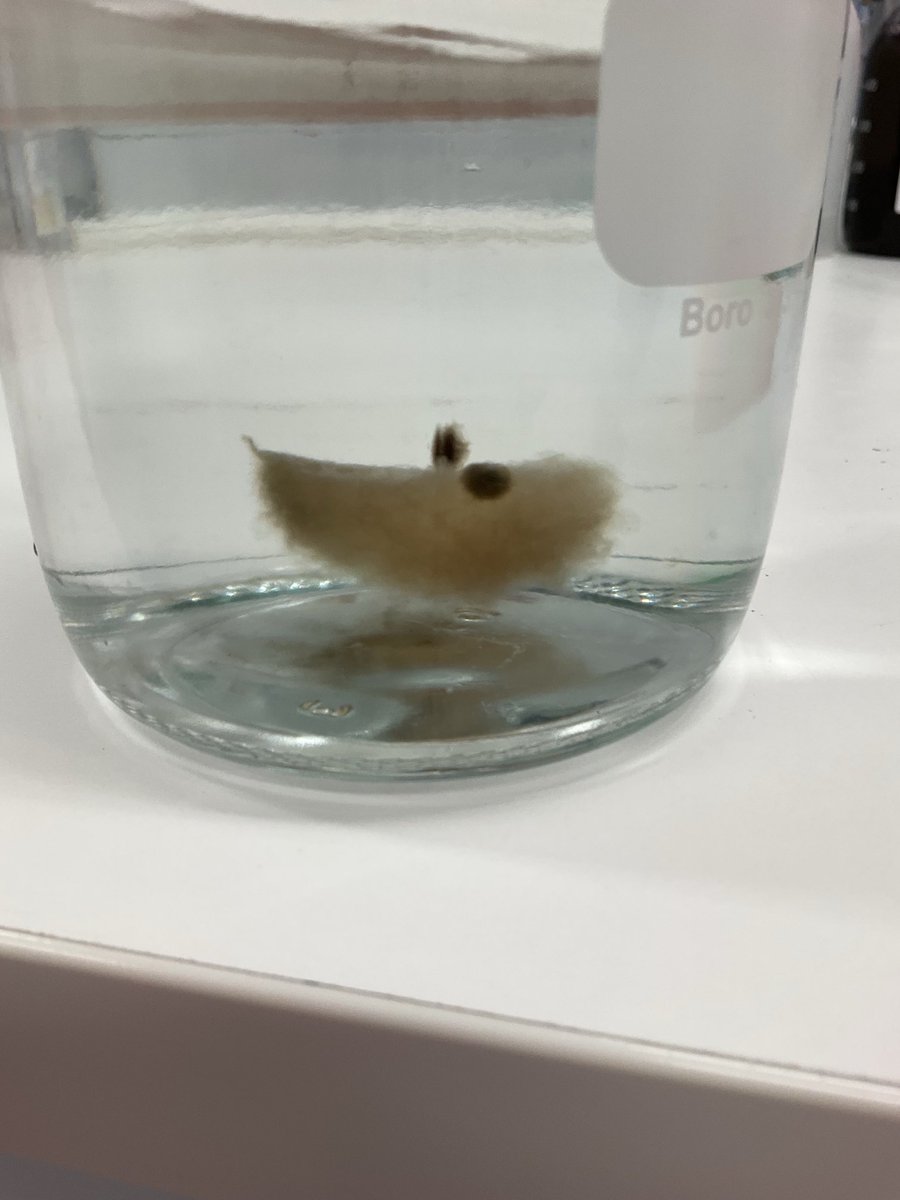 Dr. Morven Cameron tweet media