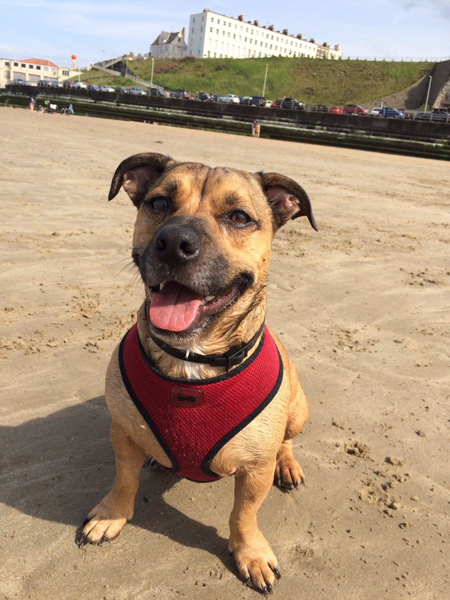 DMadpair's tweet photo. @JoeBangles11 My soppy Bodie, a rescue. He's the best fighter in the street! 🥰 https://t.co/QjCxLDA68z