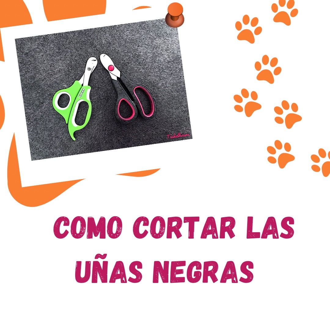 teckelhours's tweet photo. Cómo cortar las uñas negras a tu perro con las herramientas adecuadas, atendiendo a la forma concreta de la pata de tu perro y con el remedio a mano por si nos pasamos…

https://t.co/sakvMrsGaS

#blog #nuevapublicacion #higienecanina #corteuñas #peluqueria #teckels #perros #dogs https://t.co/dKftW2Rboc