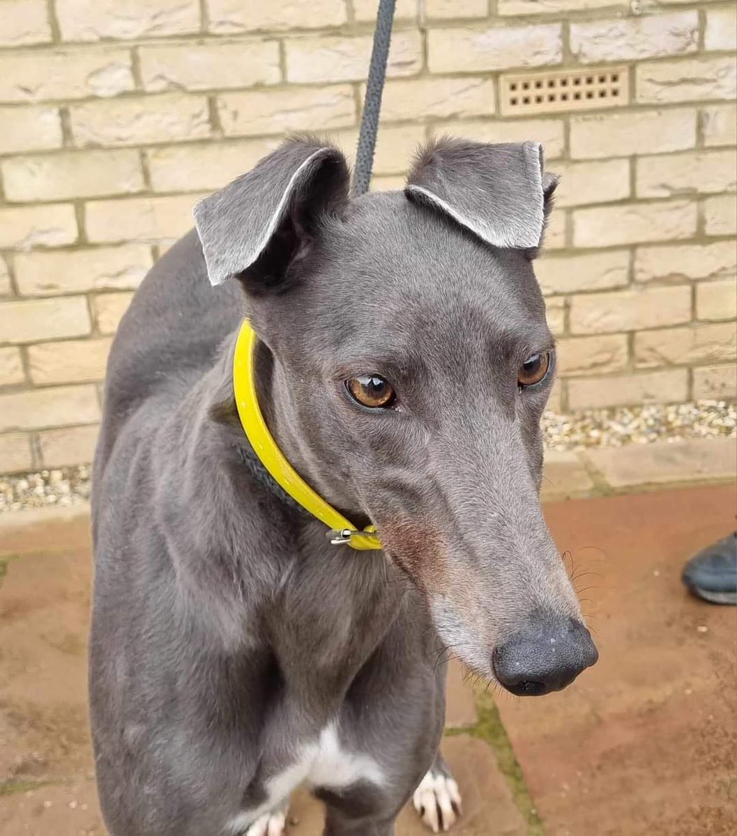 Barley Greyhound Sanctuary tweet media