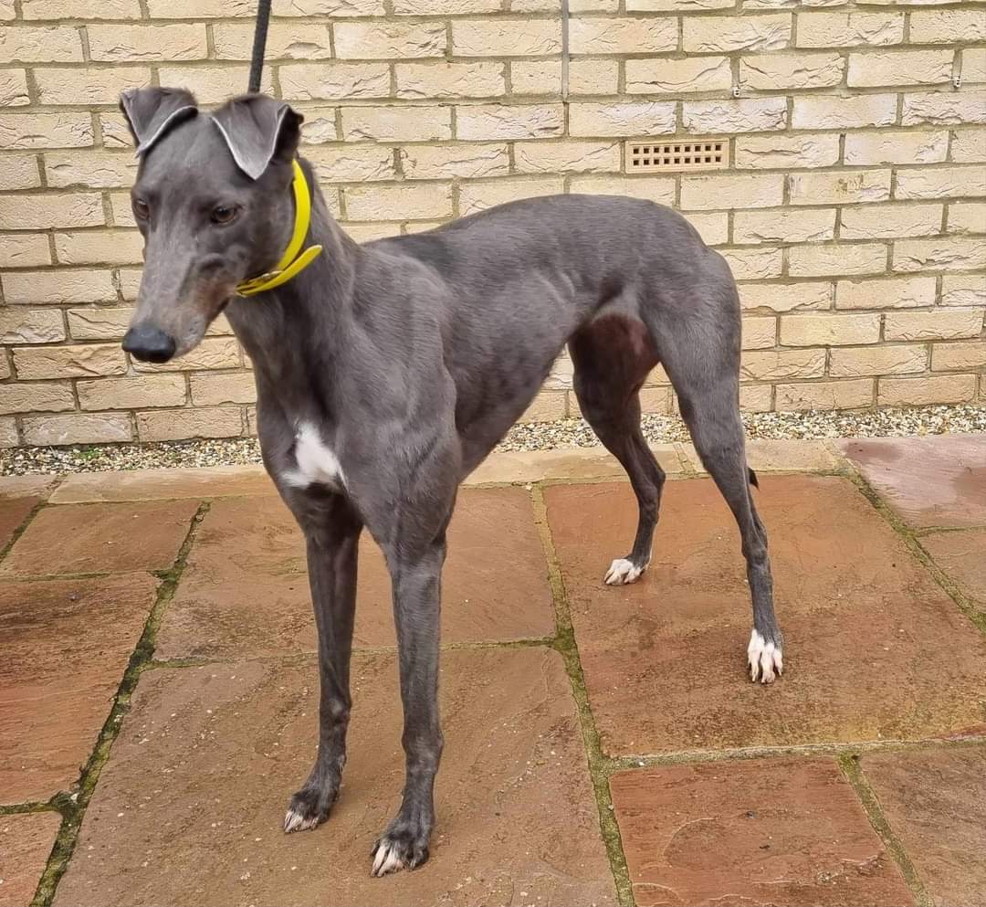 Barley Greyhound Sanctuary tweet media