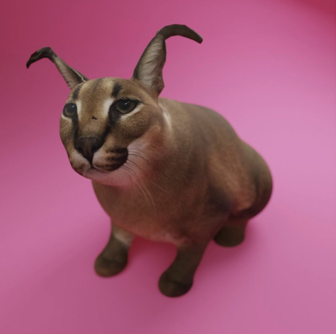 NZDEFI_'s tweet photo. This is a $FLOPPA 
We buy the $FLOPPA 
Price goes up on $FLOPPA

@floppaonsol 🐈🐇 https://t.co/RtDvFbm5v3