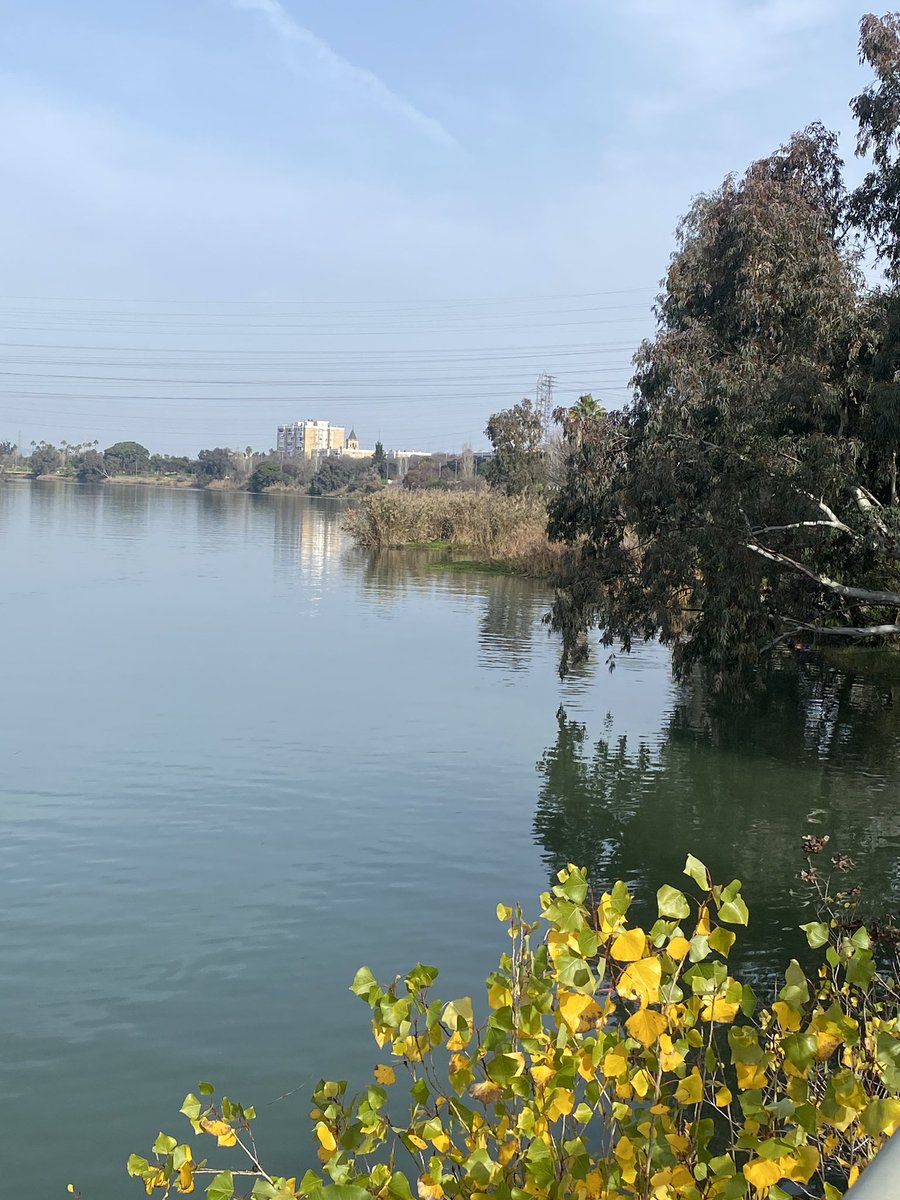 La invasión de Alternanthera philoxeroides, una de las plantas acuáticas más invasoras del mundo, está muy extendida en la Dársena del Guadalquivir en San Jerőnimo, muy cerca del Estuario. Si llega al Estuario será un desastre ecológico y económico ->