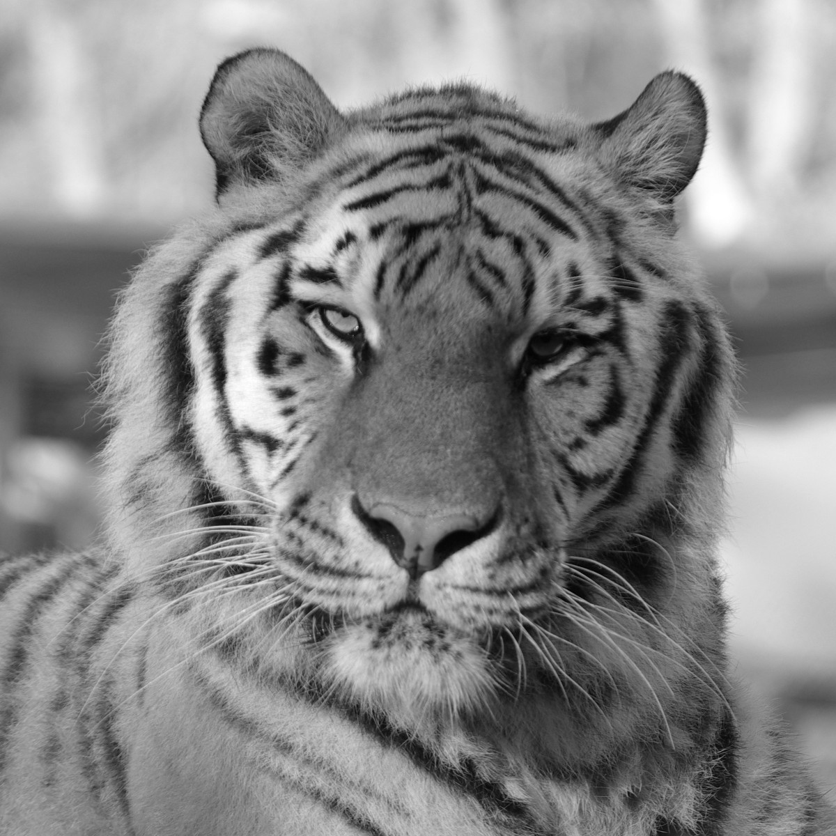 fourpawsint's tweet photo. Rest in peace, beautiful Sahib! 🌈

The 17-year-old tiger 🐯 has been living a peaceful life under the amazing care of TIERART Wild Animal Sanctuary since July 2020. 
His health condition worsened very quickly and to spare him from further suffering, we had to let him go. 💔 https://t.co/nclAg22nKt