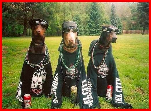 SUPDOGSOL's tweet photo. Me and the boys getting ready to takeover CT $SUPDOG https://t.co/bFBD2TGm7K