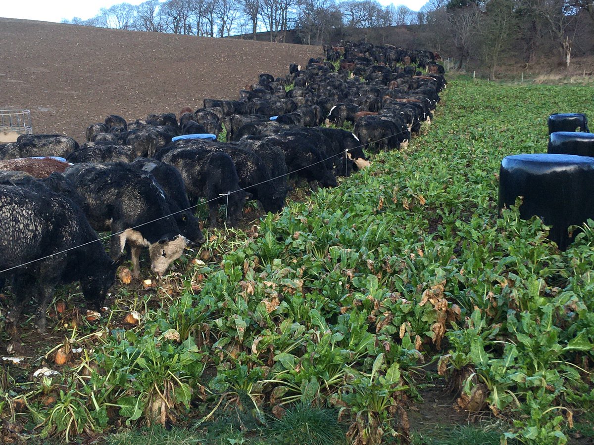 We have an open at Trefnant Hall, Welshpool, SY21 8AS tomorrow the 17th at 2pm. Jim Gibbs from NZ will be talking about the use of fodder beet for out wintering cattle and sheep and we will also be showing the Buitelaar B &amp; B cattle system. Get in touch if interested
