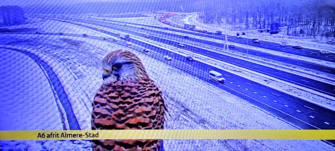 ANWB Verkeersinformatie tweet media