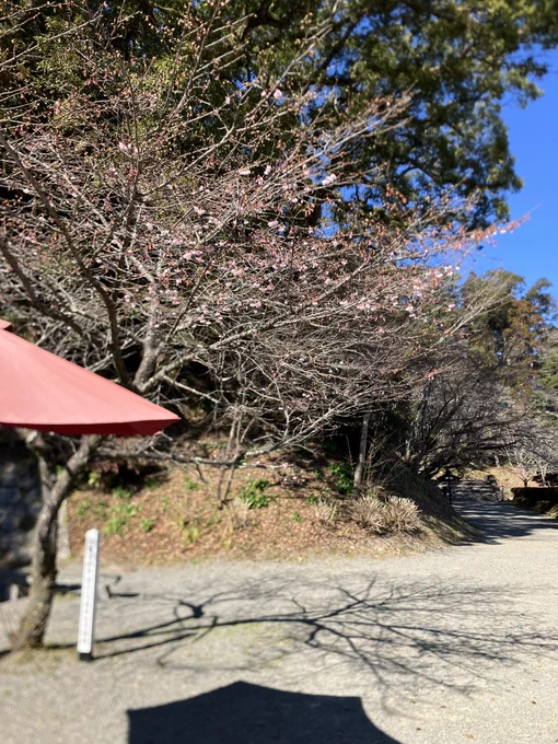 咲いてました(寒▲緋▲)