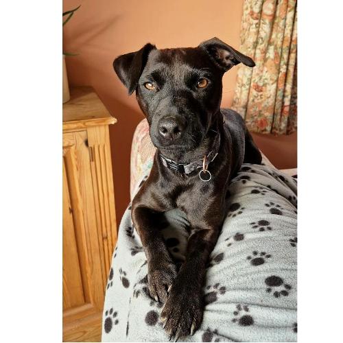 Tiggers_Tails's tweet photo. Read my latest interview with...
Rolo
https://t.co/evHEUz3EPe
If you are interested in being interviewed, Email me at info@tigger.club
#TiggerClubNews #ByAnimalsForAnimals #AnimalInterview #Interview
@LawnMasterNotts https://t.co/VS8D67aEzk