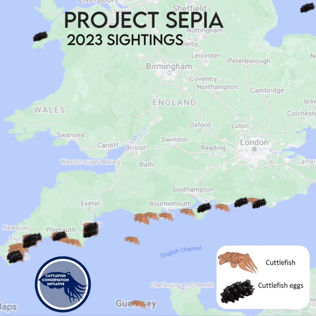 cuttle_cons's tweet image. What an incredible year for #ProjectSepia! Here are all the records submitted in 2023, and some insights from the data collected 📊 Thank you so much to everyone who submitted their data! We've got some exciting plans for Project Sepia in 2024. Stay tuned!