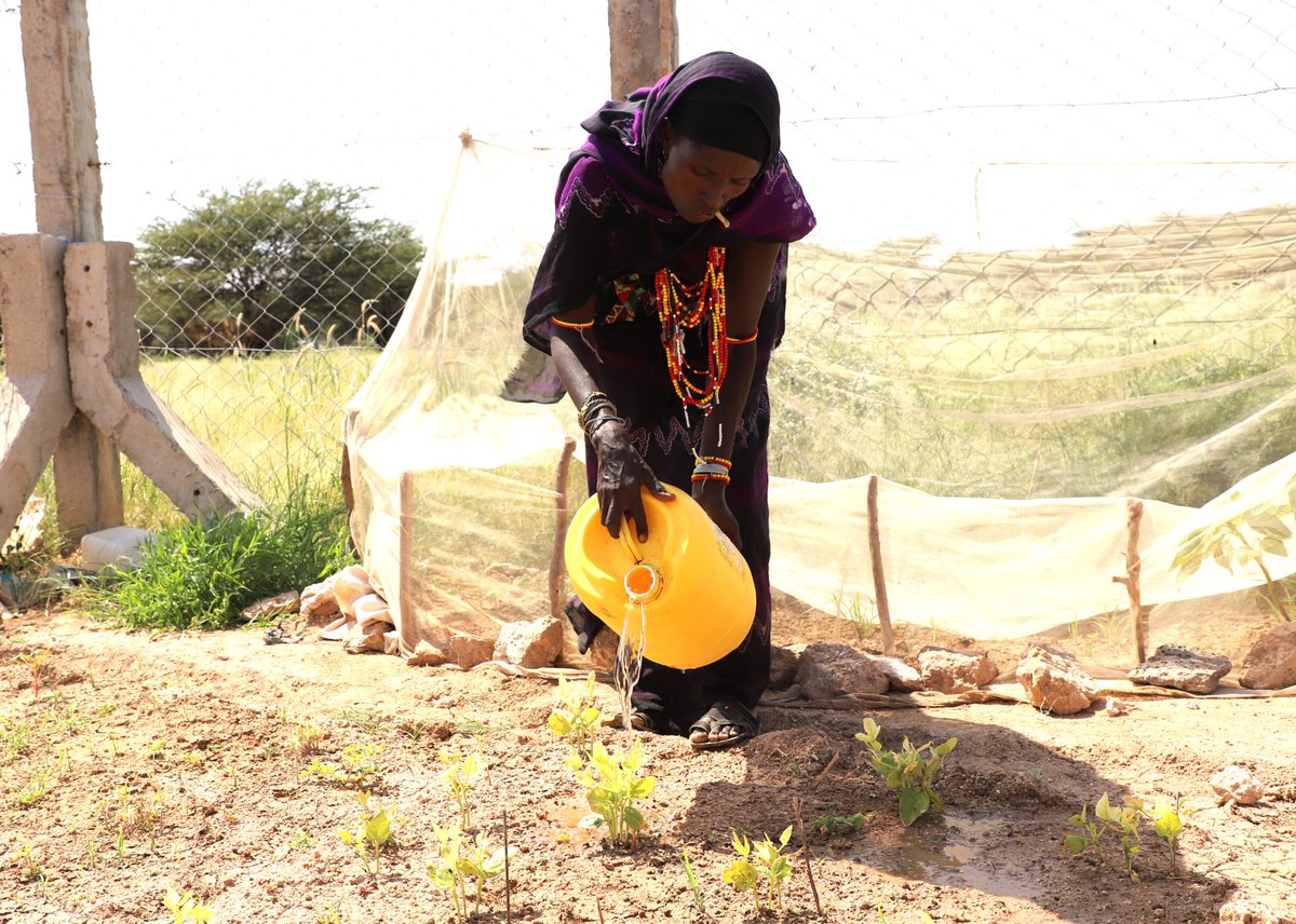 lmskenya's tweet photo. .@USAIDKenya has facilitated #water access for 77,208 people in northern Kenya within a year. In Marsabit County, the community of Manyatta Adano Rangi is using the water to grow vegetables for improved household nutrition. https://t.co/7wsfCN5qq9