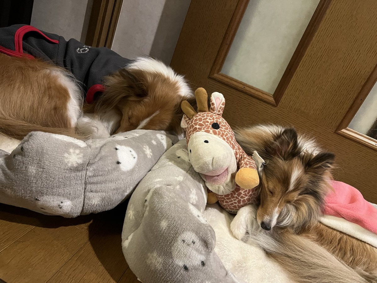 一緒がいいんだね☺️
#犬のいる幸せ 
#夢の多頭飼い