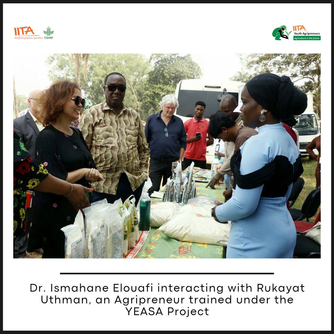IITAYOUTHAGRIP's tweet photo. During the visit of the Executive Managing Director of the @CGIAR, Dr Ismahane Elouafi, to the IITA Headquarters in Ibadan, Oyo State, we had the privilege of hosting her at one of our #Agripreneur project sites for an Exhibition.
There, our Agripreneurs showcased their products, a testament to their dedication and triumphs. From pioneering cassava stem multiplication to the far-reaching impact of innovative fish feed solutions, their innovations painted a vibrant picture of food system transformation and diversity of delivery and catalyzing #research.

The @CGIAR_EMD, immersed in these presentations, celebrated their profound impact on agriculture and food security.
.
.
#YouthAgripreneurs #FoodSystems #ScalingInnovation #2024
