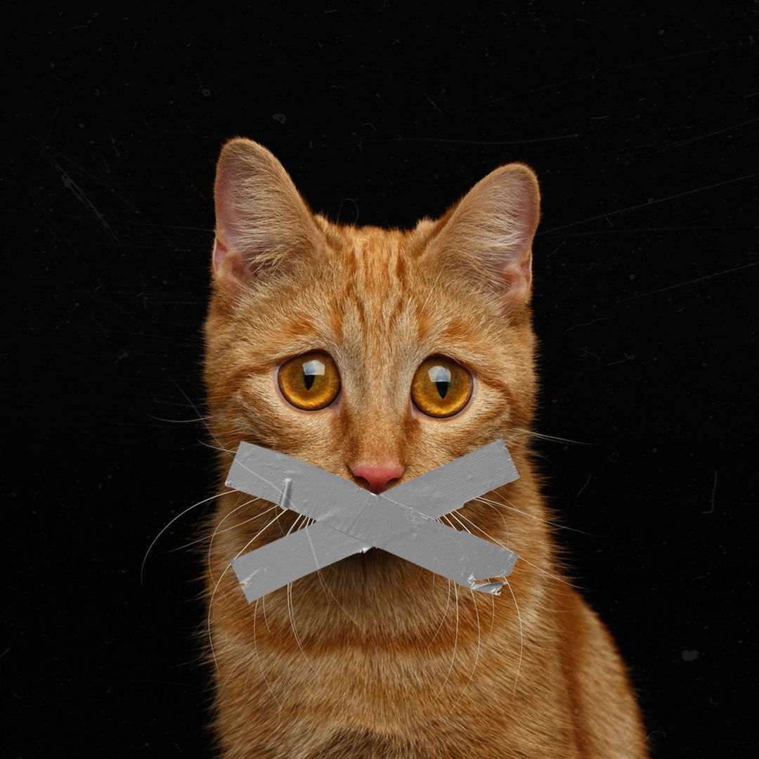 جمعية رحمة للرفق بالحيوان tweet media