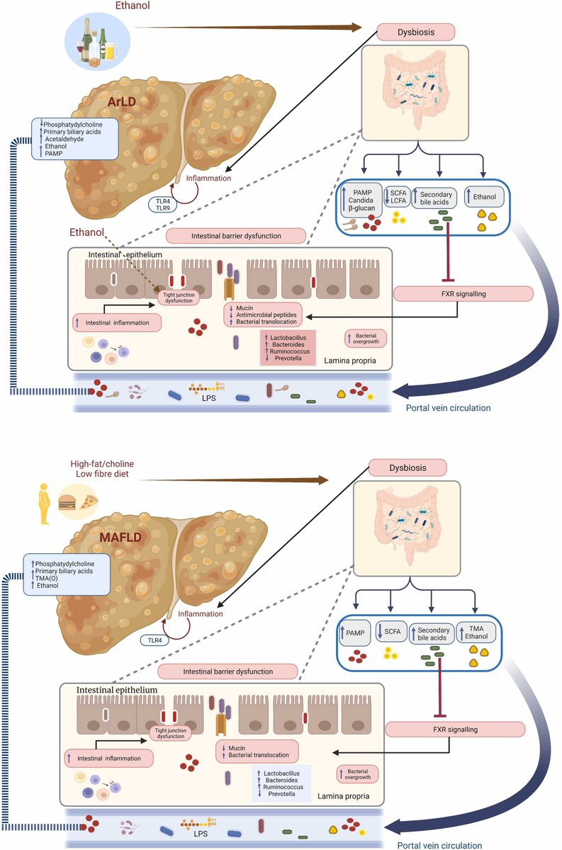 #Gut-#liver axis: Pathophysiological concepts &  medical perspective in chronic #liverdiseases
sciencedirect.com/science/articl…