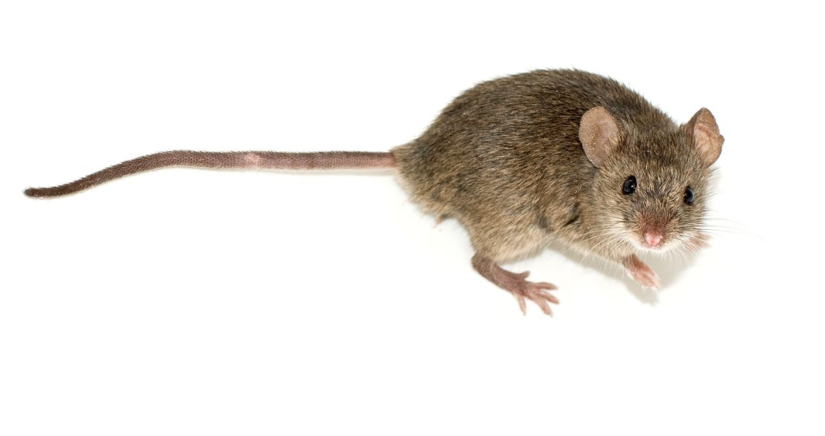 aurium's tweet photo. @Pirulla25 De acordo com O guia do mochileiro das galáxias, que é mais cientificamente acurado que certa galerianha aí. https://t.co/To6J8Krxbz