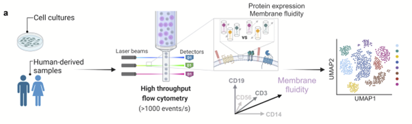 Sciezgin's tweet photo. 2/ Using our new Pro12A probe (by @aklymchenko @Lab_Klymchenko ) with flow cytometry and antibody panels  against major immune cell types, we can measure the membrane fluidity of many cell types and thousands of cells simultaneously in seconds. https://t.co/gFAB68V4rW