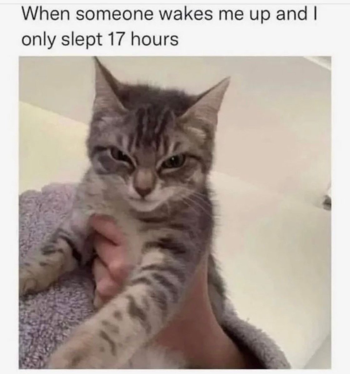 Posts Of Cats (@postsofcats) on Twitter photo 