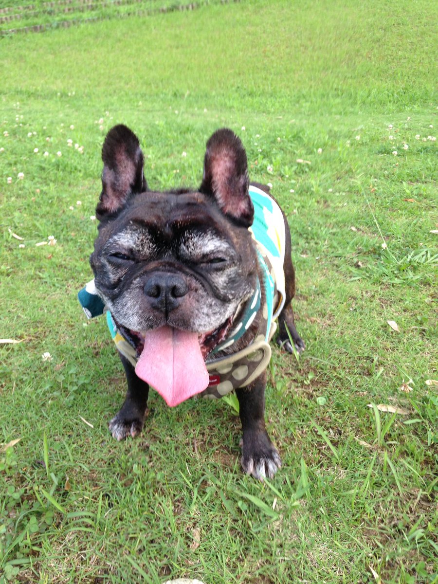 emacoro's tweet photo. 今日、仕事中に動物病院から着信が入っていたので慌てて折り返しました。
残念ながらくまちゃんが見つかったわ���ではなかったんですが（電話がつながるの待つ間はどきどきしていました）
時間が経過していてもくまちゃんのことを気がけでいただきありがとうございます
これからもよろしくお願いします https://t.co/txXQn7lGUt