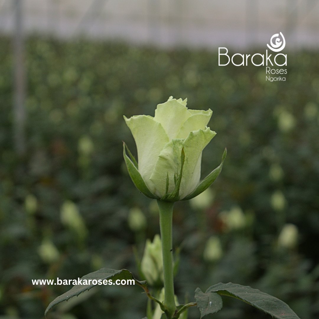 BarakaRoses's tweet photo. "White roses, an everyday touch of elegance in the garden, proving that simple beauty can make any day extraordinary. Happiness is just a click away! Explore our website and handpick the white roses that will bring joy to your space."
#barakaroses #kenyanflowerexporters https://t.co/c9jDAdS3dD