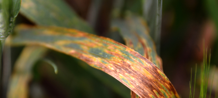 💡Oferta de Tesis 💡 Estudiantes de Doctorado/Posgrado 'Caracterización de especies de Xanthomonas asociadas a cultivos de trigo: distribución, patogenicidad e interacción con la microbiota del hospedero' 🌽 👉+Info: acortar.link/dcX85s