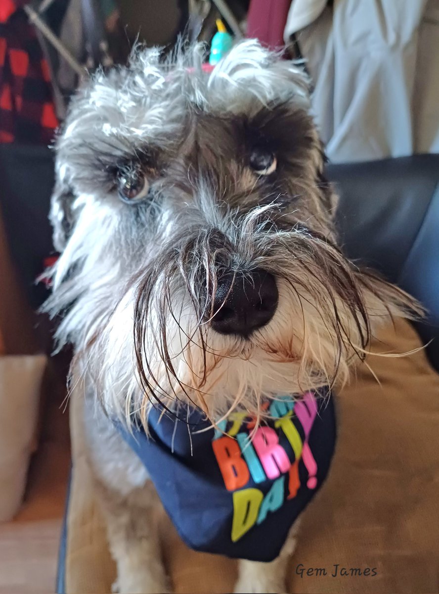 🥳🎉Happy Birthday🎉🥳 to our little man,Brodie. Who is 2️⃣ today. He's the cheekiest & cuddliest little fella & we love him so much🐶💕🐾🎊 #happybirthday #schnauzergang #dogsofx #dogsoftwitter #dogsarelove #dogsarefamily #pawtytime #birthdaycelebrations #love