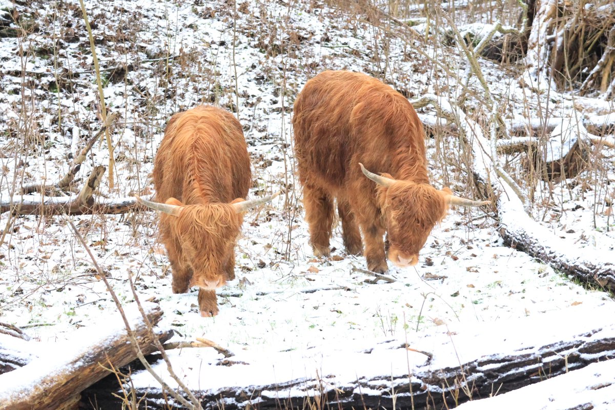 Beverwaard_Nu's tweet photo. Vanochtend vroeg onder de Van Brienenoordbrug op het gelijknamige eiland! Laagje #Sneeuw doet regenperiode even vergten. De #SchotseHooglanders maken het goed. #KoningWinter #RotterdamZuidOost https://t.co/xLOn579aYQ