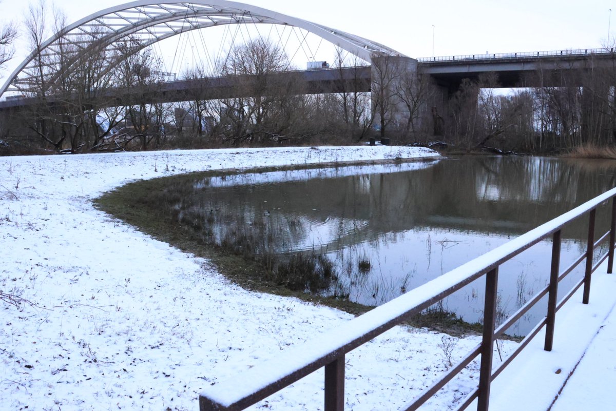 Beverwaard_Nu's tweet photo. Vanochtend vroeg onder de Van Brienenoordbrug op het gelijknamige eiland! Laagje #Sneeuw doet regenperiode even vergten. De #SchotseHooglanders maken het goed. #KoningWinter #RotterdamZuidOost https://t.co/xLOn579aYQ