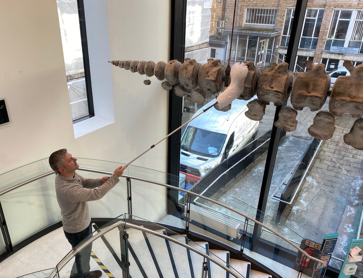 Museum of Zoology, Cambridge (@zoologymuseum) on Twitter photo Where do you start when cleaning a 21 metre long fin whale? You have to start somewhere 😉🐳😄
<a href="/CamUnivMuseums/">University of Cambridge Museums</a> Where do you start when cleaning a 21 metre long fin whale? You have to start somewhere 😉🐳😄
<a href="/CamUnivMuseums/">University of Cambridge Museums</a>