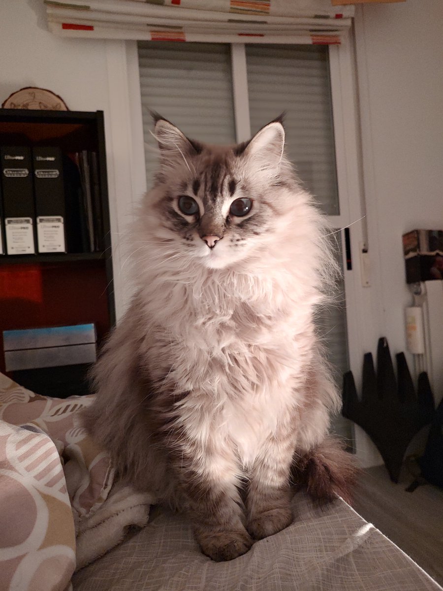 AlbertoRiv5's tweet image. Ayer @BlueSyreni capturó tal que así a doña Bita y es qué 😍😍🥺❤️