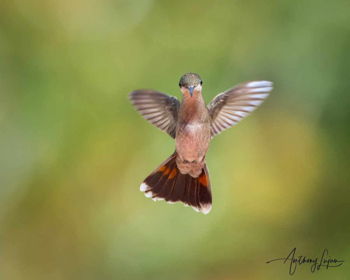 anthonylujan's tweet photo. This female wants to give you a hug! Squuueeeeeze! @lajedo_dos_beija_flores
Ruby-topaz Hummingbird
Chysolampis mosquitus
Status - Least Concern
#alhummingbirdinflight
Sony A1 - Sony 600mm
#rubytopaz #topaz #hummingbird #nuts_about_birds #earthcapture #hummingbirds #nature #... https://t.co/8GZyLtk5DN