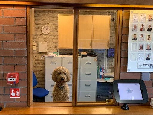 Move over Mrs Howard... a new office manager has arrived!