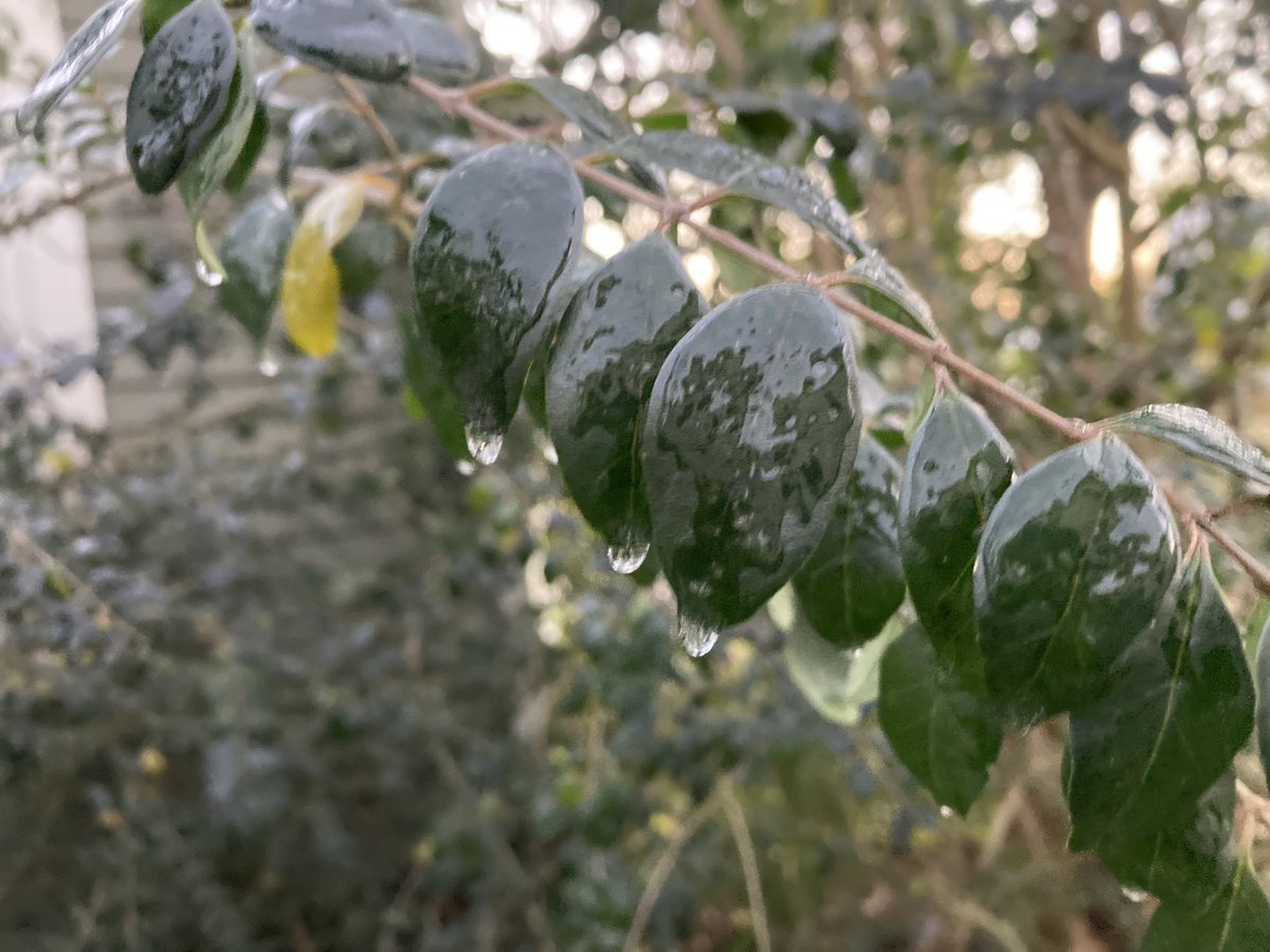 WXMason20's tweet photo. As expected a fair amount of ice on vegetation, cars, homes and even sidewalks this morning in SWLA.

📌Jennings #lawx

@NWSLakeCharles @robperillo @DopplerDan47 @Helicity300 https://t.co/IaNJMdDe9A