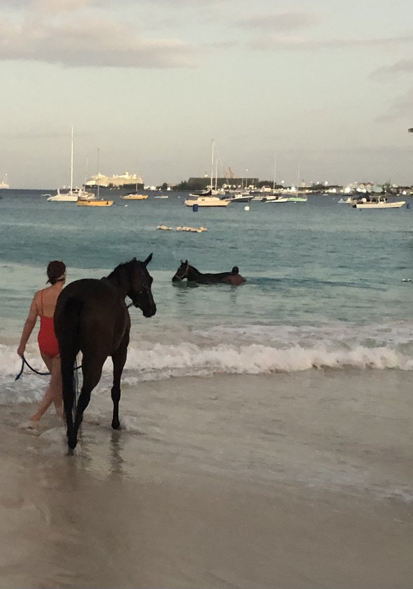 Washing the racehorses Island style - sure beats a frozen hosepipe