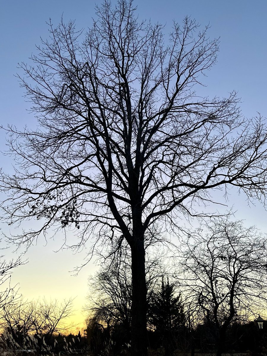 'Life does not come 
with instructions 
on how to live, 

but it does come with 
trees, 
sunsets, 
smiles and 
laughter, 

so enjoy your day.'✨

-Debbie Shapiro

#thicktrunktuesday #treetuesday #trees #TreeClub #TreePeople #nature #naturelovers #NaturePhotography #sunset…