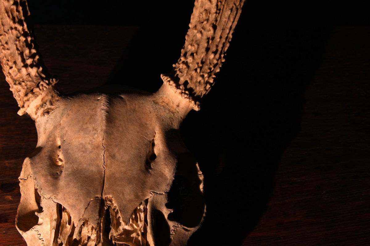 NSolvinic's tweet photo. There are many spirits walking the earth who wear antlers. I was inspired by 2 of them when writing THE HUNTER’S DAUGHTER. Elen of the Ways (Welsh goddess) &amp; Veles (Slavic god of the Underworld) #nicolasolvinic #spirits #ElenoftheWays #WelshGoddess #Veles #SlavicGod #Underworld https://t.co/D0bBiVrIOw