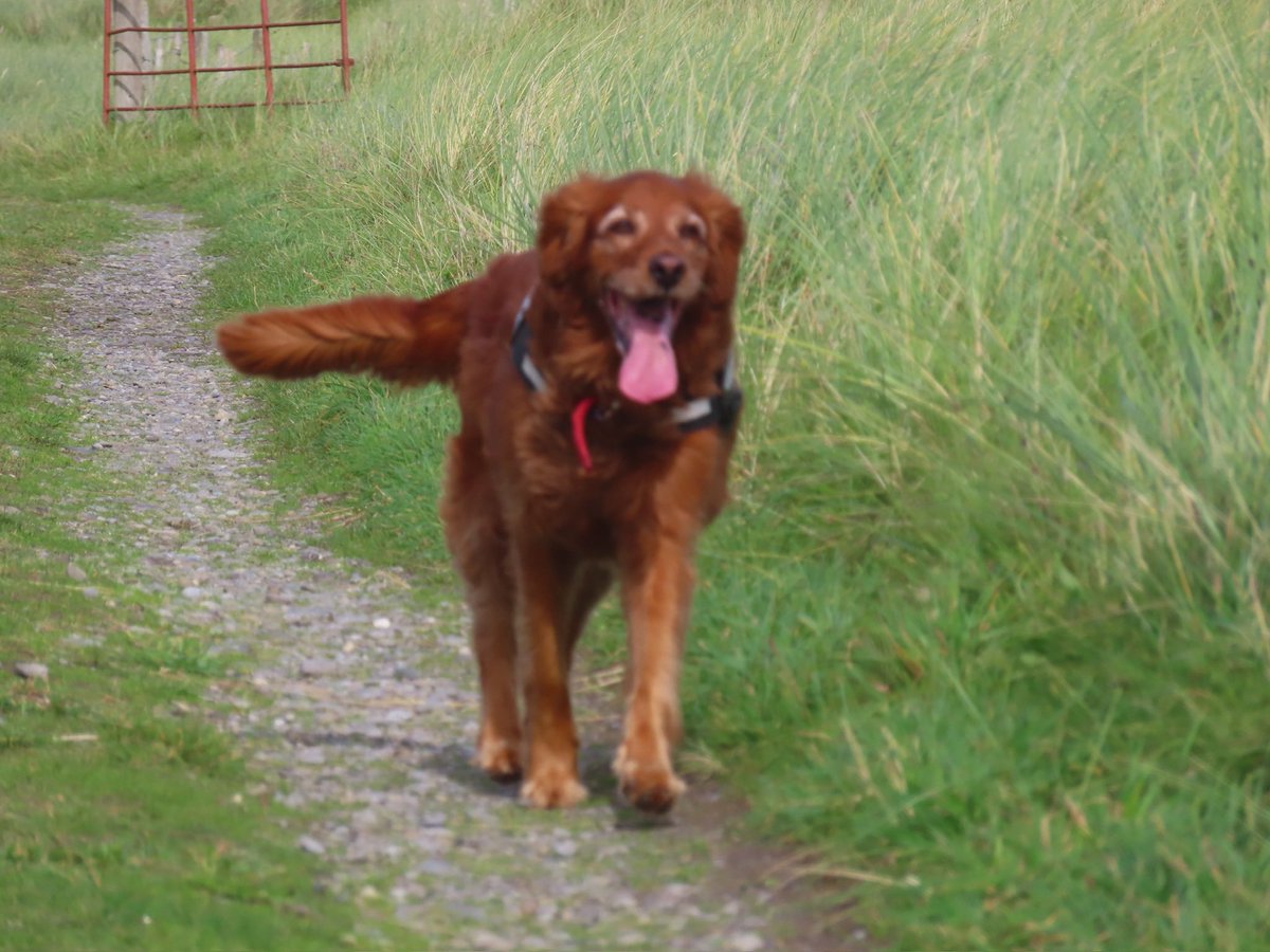 Ger Craig tweet media