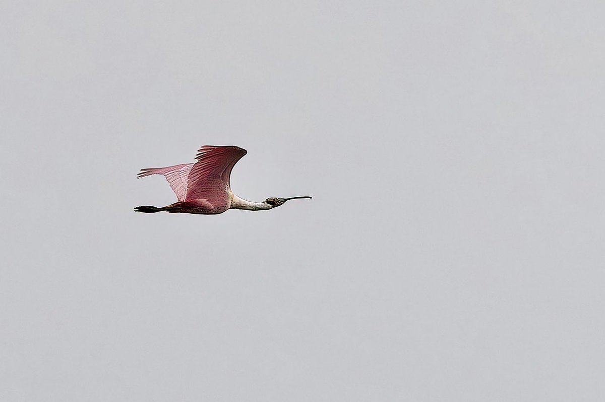 ejbarto1's tweet photo. Zebra long wing butterfly, turkey vultures, great egret and long distance flyover of a roseate spoonbill at the loxahatchee reserve in Palm beach county Florida yesterday (15jan24) #justnerd #Nikonphotography
#floridaisforthebirds https://t.co/Rc9pfXUF52