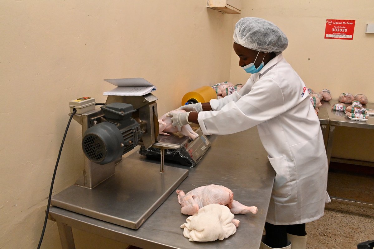 WilliamsRuto's tweet photo. In Emgwen, Nandi County, commissioned the Nandi Poultry Processing Plant that will handle more than 5,000 birds a day, employing at least 500 people. https://t.co/lPZfjMsfih