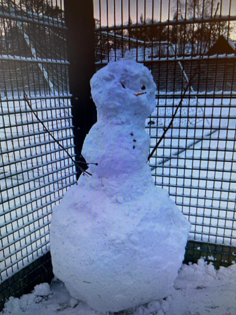 WellyTimp's tweet image. Students have been busy! Meet Bob! Who was “born”/ made by 8.30am! #snowfall #snow