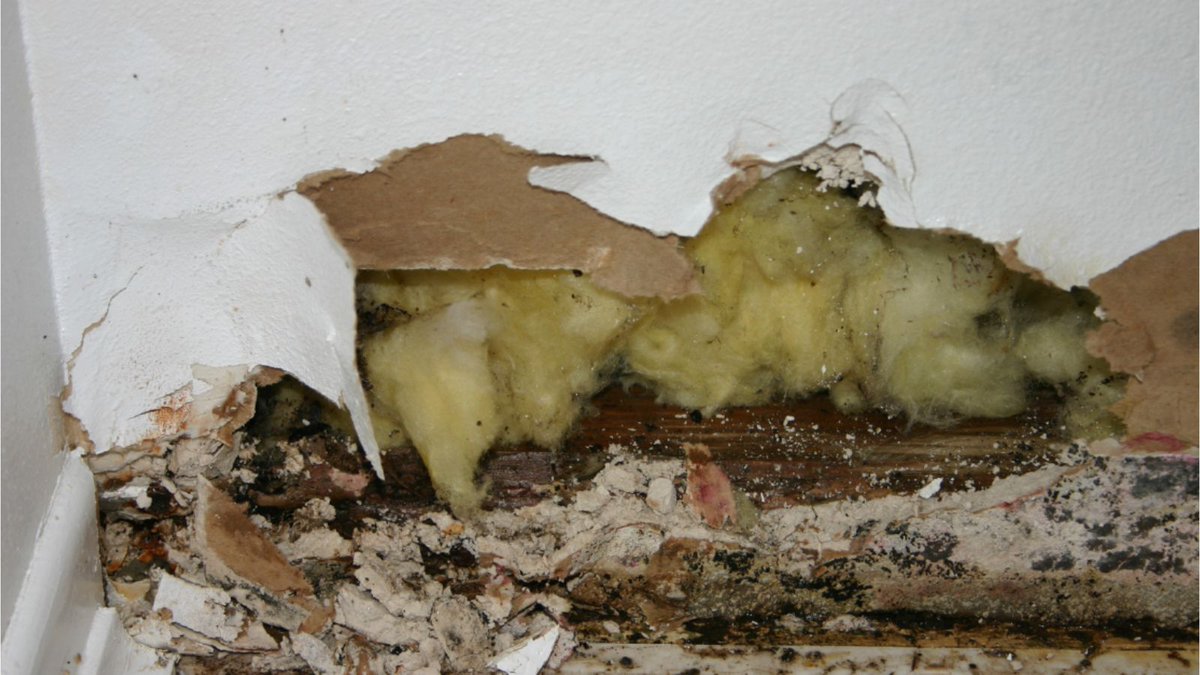 WATERRESTORATE's tweet image. Mold Damage Restoration

Renew, revive, and reclaim your space with our expert mold damage restoration.

Read More:-usawaterrestoration.com/mold-remediati…

#MoldRestoration
#ExpertPrecision
#RestoreAndRevive
#MoldDamageRecovery
#MoldRemediation
#usawaterrestoration
#MoldRecovery
#MoldExperts