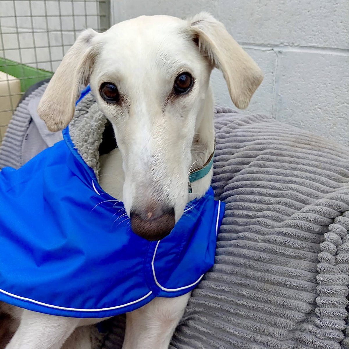Rehoming Animals Telephone Service tweet media