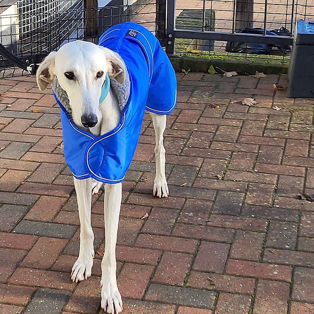 Can you offer Casper a loving home? 🏡🐶

Find out more about Casper here 👉 rats-animalrescue.co.uk/casper

#Lurcher #AnimalRescue #AdoptDontShop