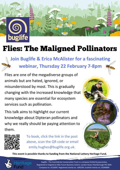 Text Reads: Join Buglife and Erica McAlister for a fascinating webinar.

Flies are one of the megadiverse groups of animals but are hated, ignored or misunderstood by most.  This is gradually changing with increased knowledge that many species are essential for ecosystem services, such as pollination.

This talk aims to highlight our current knowledge about Dipteran pollinators and why we really should be paying attention to them.