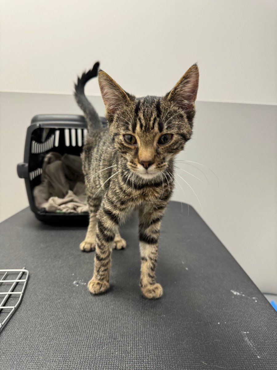 Zbiórka idzie FATALNIE...
Proszę pomóżcie 🙏

Gorączka, brak apetytu, osowiałość - diagnoza - koci katar i podejrzenie kalicivirozy.

ratujemyzwierzaki.pl/gandalf-feline…

Bardzo prosimy o pomoc w opłaceniu wizyt i leczenia.