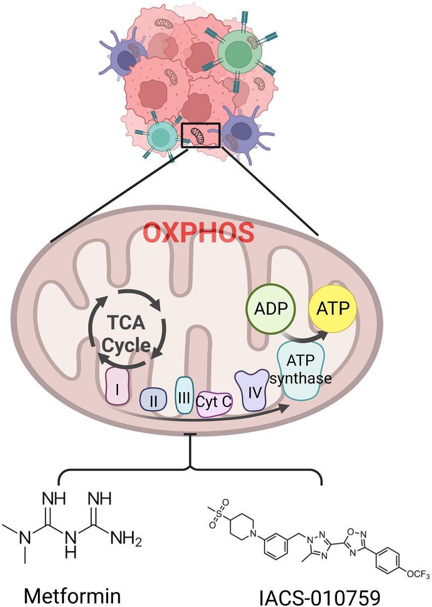 🔓New Review available to read online!

Targeting cancer and immune cell metabolism with the complex I inhibitors metformin and IACS-010759

👉buff.ly/4225crQ

#CancerMetabolism #ImmunoMetabolism #Oxphos
