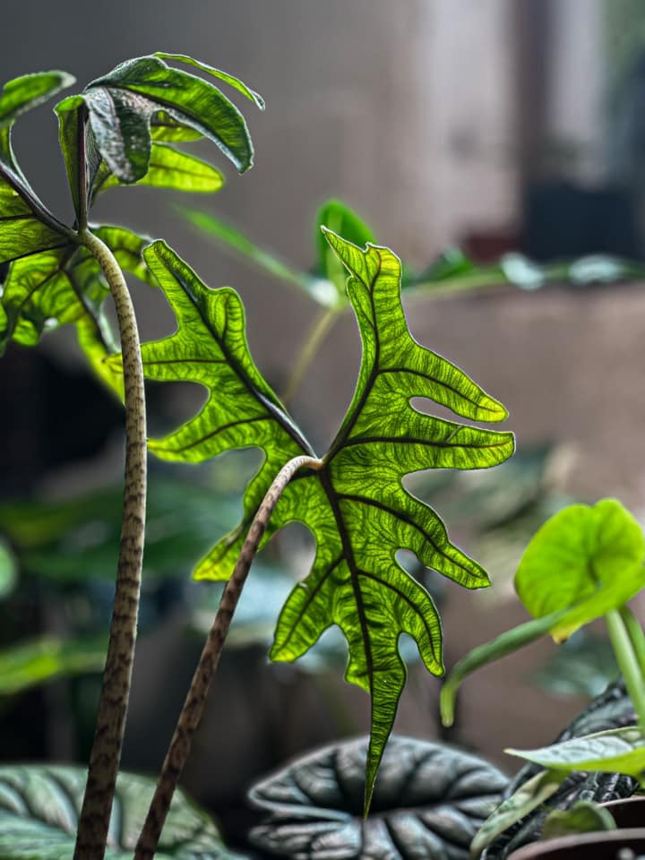 Alocasia Jacklyn

#alocasia #jacklyn #alocasiajacklyn #houseplants #indoorplants