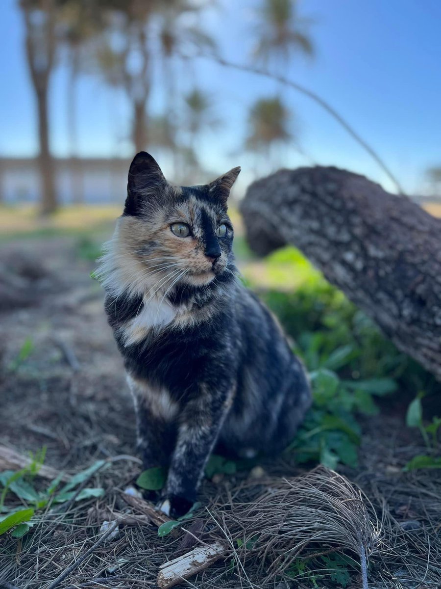 FREYA, menos de 3 años. 
Sana y castrada, la abandonaron en verano y tuvo bebés en una colonia donde a ella la atacan. Sus bebés fueron adoptados, ella sigue en la calle.
Es preciosa, se deja cepillar, coger en brazos (es que es carey…) 
CADIZ. Contacto: 744650551