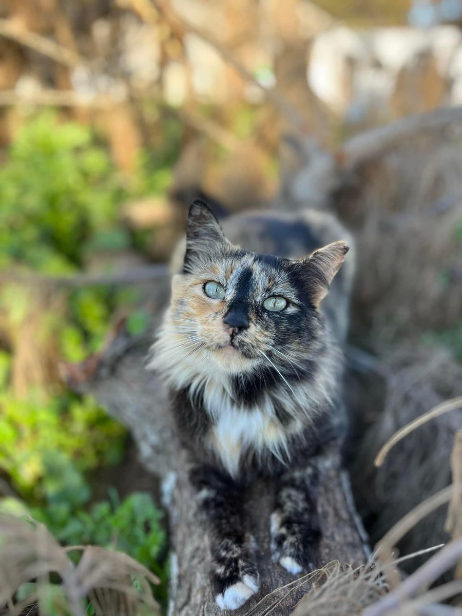 Miss_Dot's tweet photo. FREYA, menos de 3 años. 
Sana y castrada, la abandonaron en verano y tuvo bebés en una colonia donde a ella la atacan. Sus bebés fueron adoptados, ella sigue en la calle.
Es preciosa, se deja cepillar, coger en brazos (es que es carey…) 
CADIZ. Contacto: 744650551 https://t.co/uksTEXUaO6